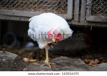 Funny white chicken on a farm