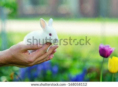 Funny baby white rabbit in the hands of a man