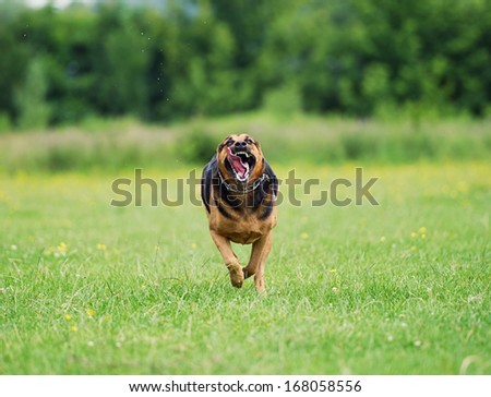 Running angry dog