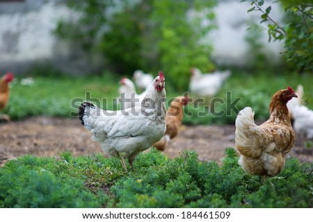 chicken in grass on a farm