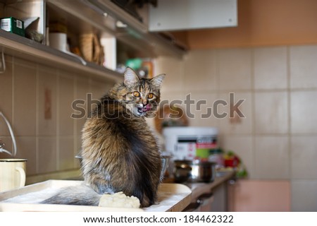 Funny cat in the kitchen