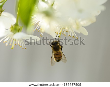 Funny Bee on a flower of the white cherry blossoms.