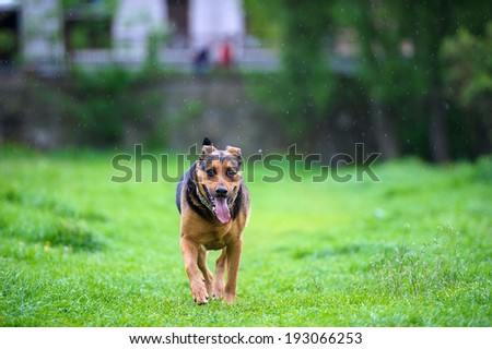 Dog running in the rain on green grass