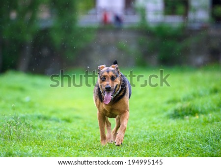 Dog running in the rain on green grass