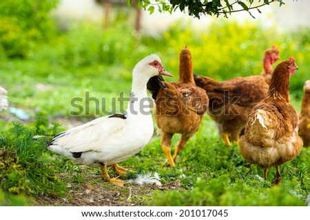 Duck and chicken