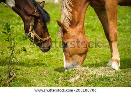 Horse in meadow. Summer day