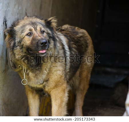Caucasian Shepherd Dog
