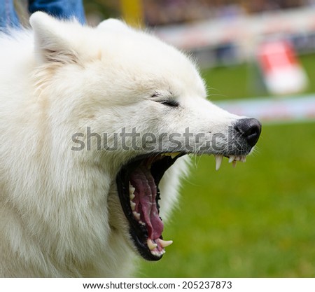Angry dog