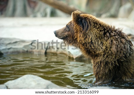 Brown bear sitting in the water