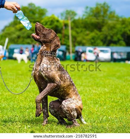 Funny dog with bottle of water