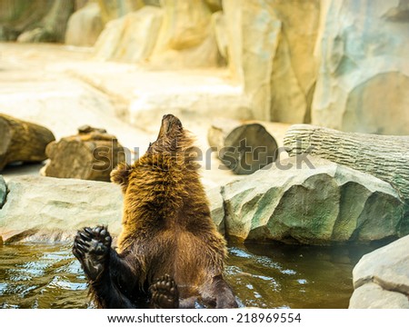 Brown bear sitting in the water