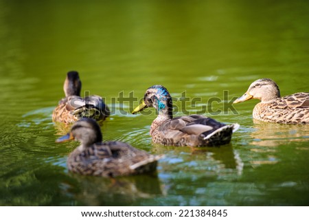 Ducks floats on water