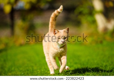 Cat running on green grass