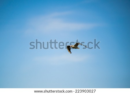 seagull flying among the pure blue sky