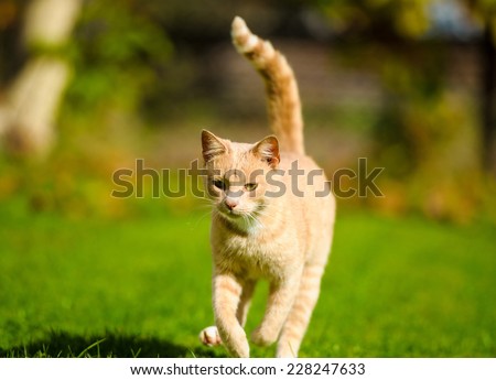 Cat running on green grass