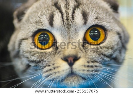 striped cat with orange eyes