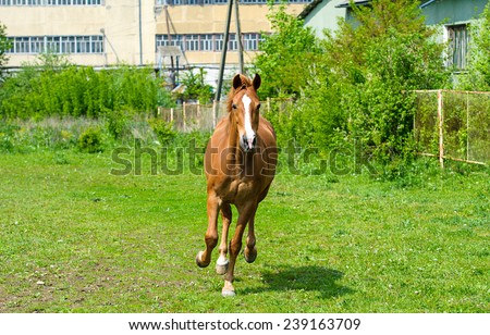Horse walking on grass field