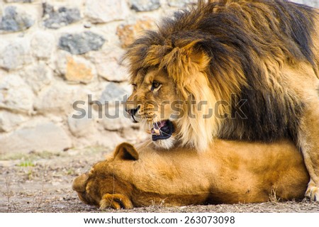 Mighty Lion and lioness