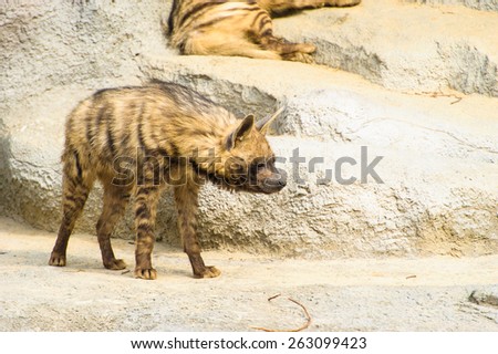 Striped hyenas