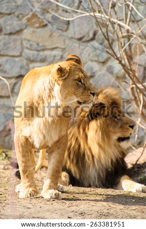 Mighty Lion and lioness