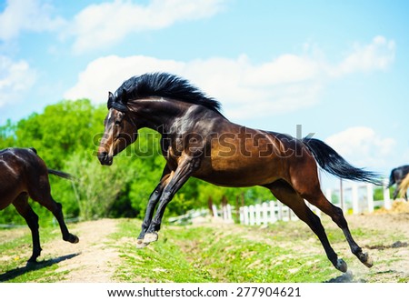 Black horse gallop. Jumping horse on a meadow.