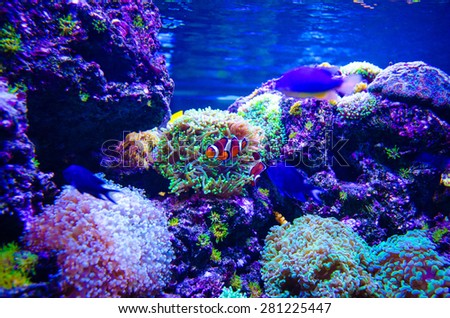 tropical colorful sea fish. Underwater photo with great variety of fish and coral.