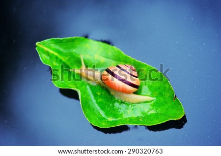 snail on a green leaf floating on water