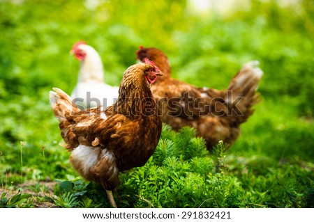 chicken on a farm
