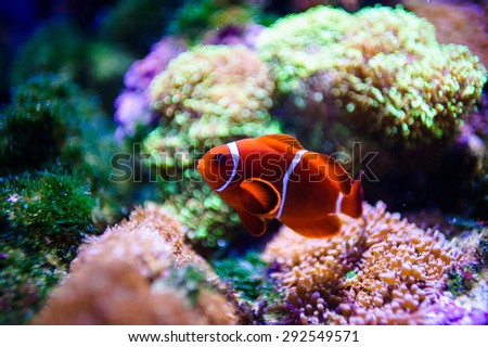 tropical sea fish