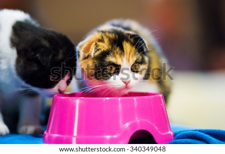 small kittens eating food