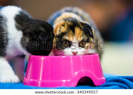 small kittens eating food