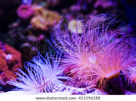 Underwater, Underwater World, Coral Reef