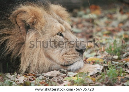 A Male Asiatic Lion at Rest/Lion at Rest/