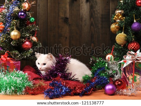 White cat plays with New Year decorations