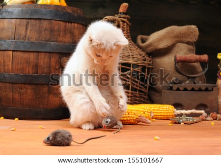 White cat playing with a plush mouse