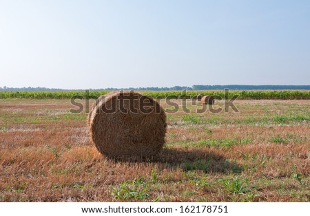 Straw wrapped in a circle on the earth