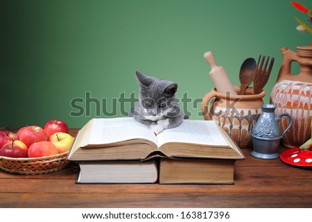 Cat posing on the books and different things