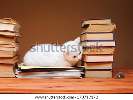 White cat looking at the plush mouse on the books