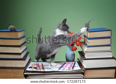Cat is played with plush mouse and book