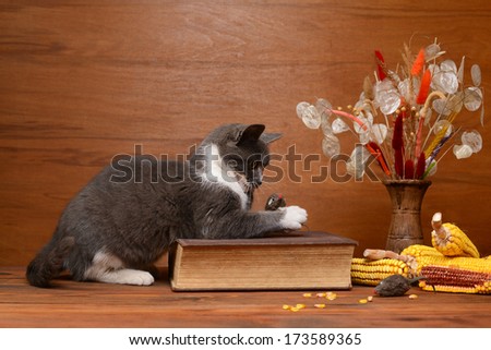 Cat playing with a plush mouse on the table