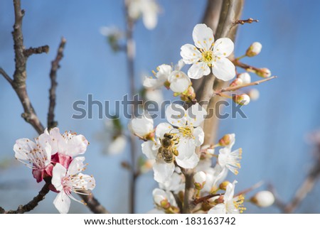 Bee collects pollen from flowers in the garden