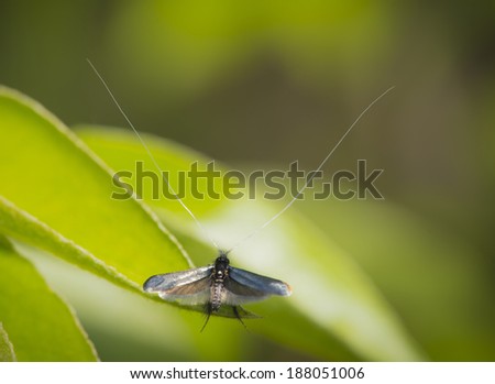 Adela reaumurella, a small moth with long antennae