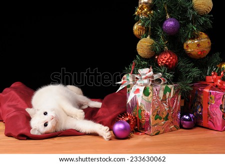 White cat playing next to decorated Christmas tree