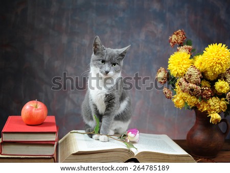 Cat posing for on books and flowers in the studio