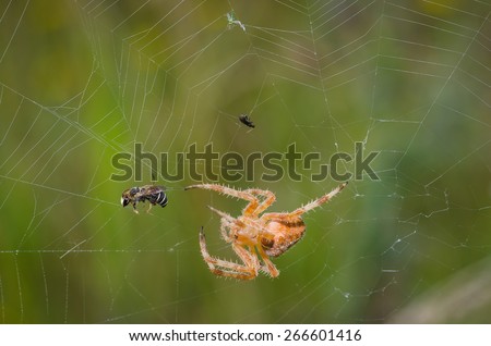 European garden spider caught a a bee in the network
