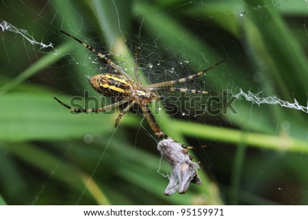 Spider caught a grasshopper in the network