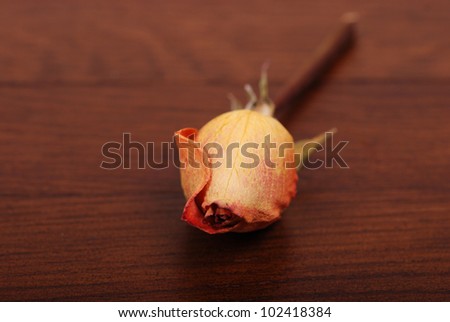 Image of yellow dry rose over wooden background/Close up of withered rose
