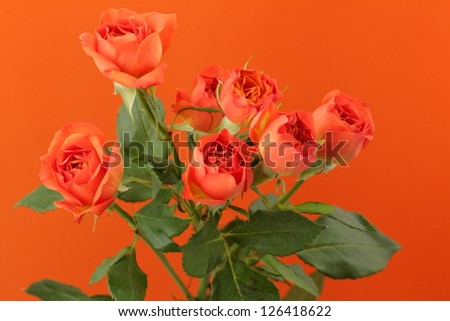 Lovely fresh blossom bright roses/Tender natural roses
