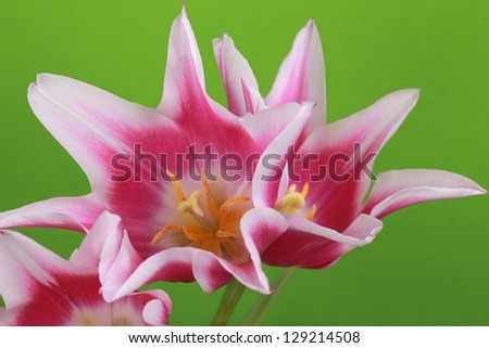 Fresh pink and white spring tulips on a green background for the spring holiday
