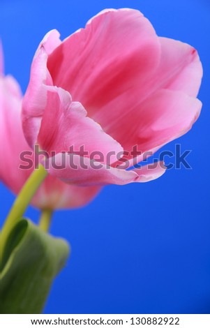 Bright blue background with a bouquet of pink tulips/Fresh pink tulips for greeting card